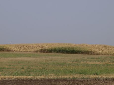 kukorica