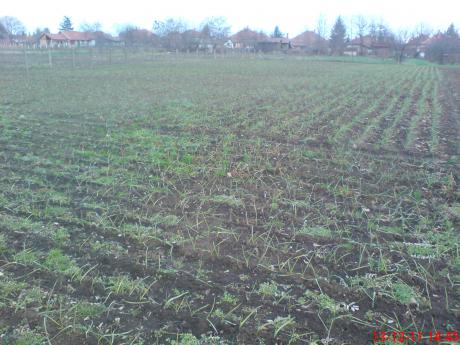 2013.12.10 fokhagyma