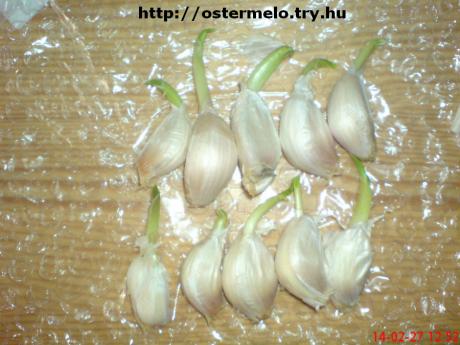 Kióínai  fokhagyma