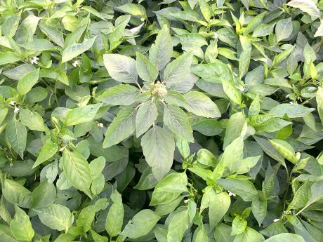 Amaranthus a Meteoritban...