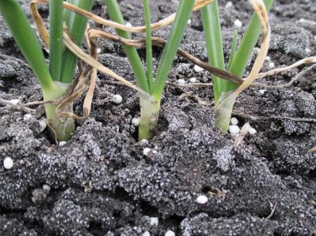 overwintering onion