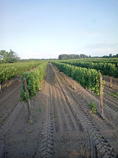 szőlő.