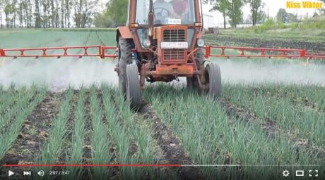 spaying onion