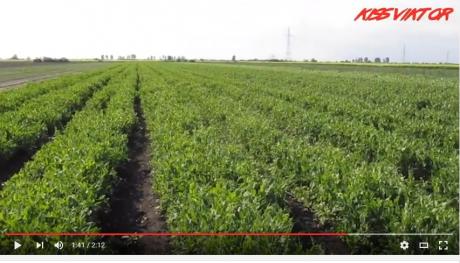 green peas