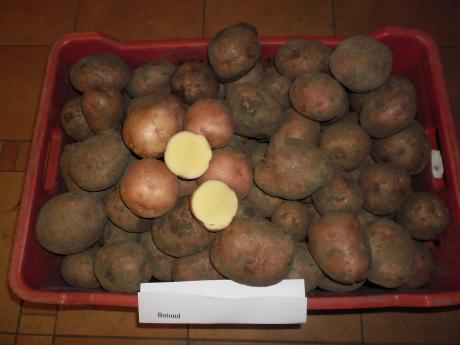 Balatoni Botond 22