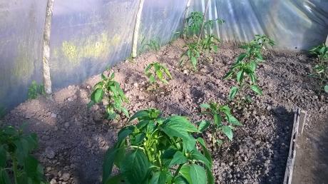 paprika