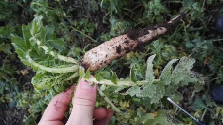 Tillage Radish