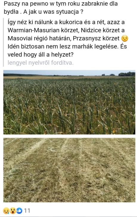 Polandcorn2022
