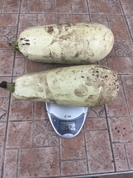 1,5-2,4 kg/db