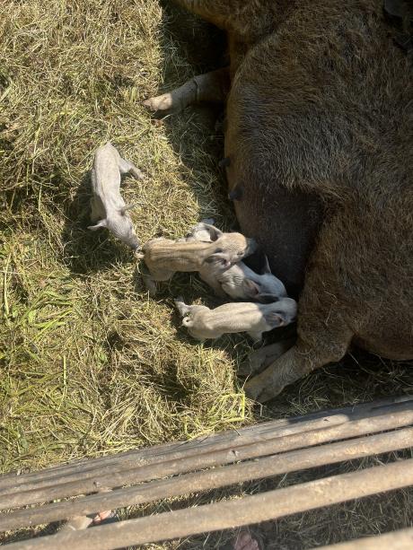 Egy &oacute;r&aacute;ja sz&uuml;lettek!