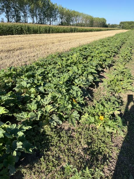 Giliszta vizsg&aacute;lat 1,2