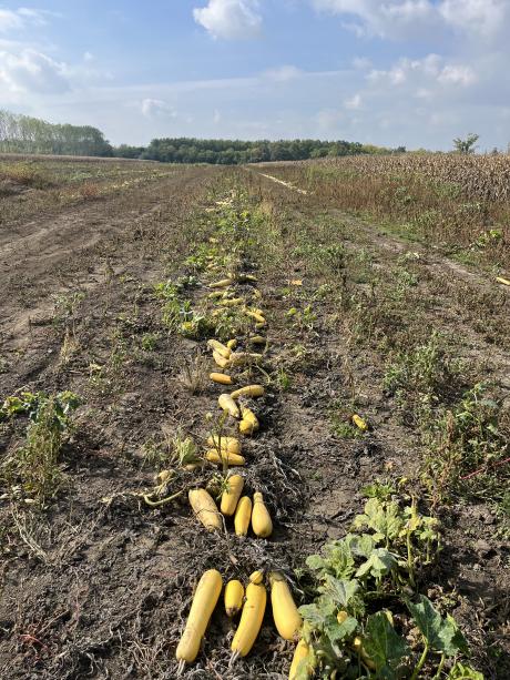 Ez gyeng&eacute;bb r&eacute;sz