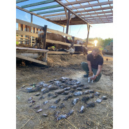 Roxitox - Patkányirtás vadászgörénnyel